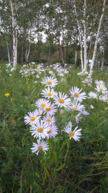 Дикие астры в с. Новотроицкое