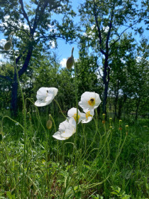 Белые маки в с. Новотроицком