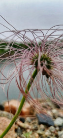 Прострел в с. Верхнеблаговещенском