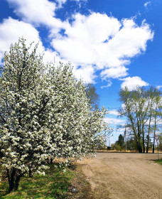 Цветёт груша в г. Белогорске