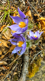 Прострел. Шамбала Пинежье.