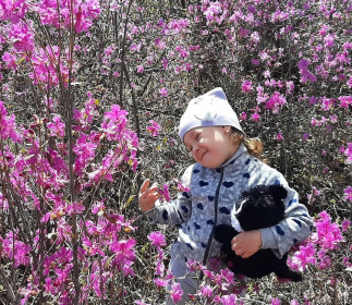 Багульник в Февральске Селемджинскогорайона