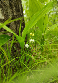 Ландыш в Благовещенском районе