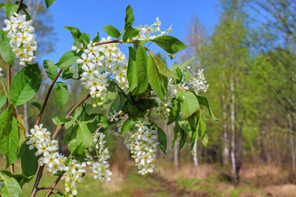 Черемуха в Сковородинском округе