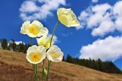 Амурские маки в Сковородинском округе