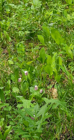 Кукушкины слёзки в Циолковском