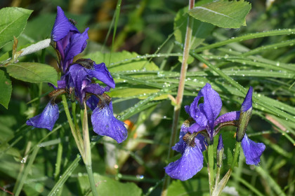 Ирисы в росе в пгт Прогресс