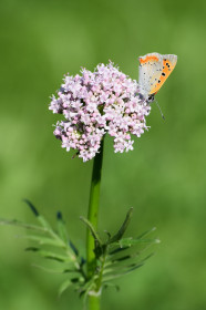 Валериана в пгт Прогресс