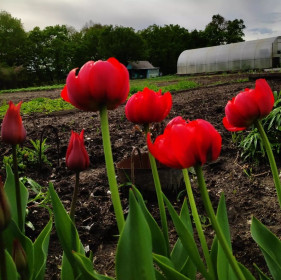 Тюльпаны на даче в г. Белогорске
