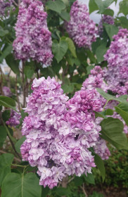 Сирень на набережной Благовещенска