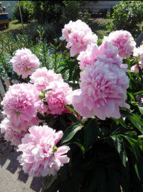 Пион в Раздольном