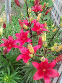 Лилия в Раздольном