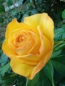 Жёлтая роза, с. Раздольное