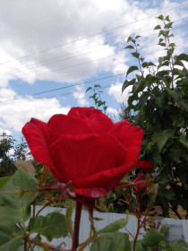 Розовая роза в с. Раздольном