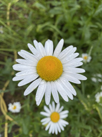 Ромашка после дождя в г.Свободном