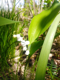 Ландыши в Архаринском округе