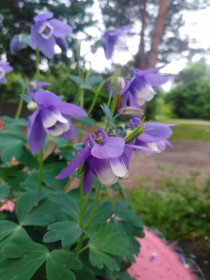 Водосборник в Архаринском округе