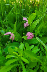 Венерин башмачок, г. Благовещенск