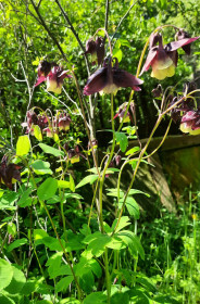 Водосбор, г. Благовещенск