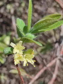 Цветущая жимолость в селе Талдан