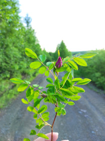 Дикий шиповник в селе Талдан