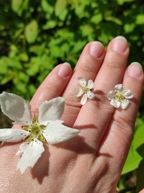 Груша, слива и черёмуха, с. Талдан