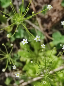Проломник северный с. Талдан
