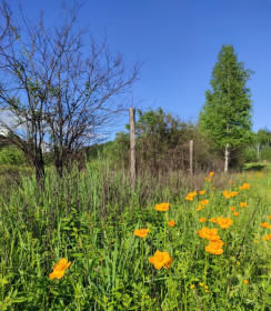 Краснокнижные огоньки в селе Талдан
