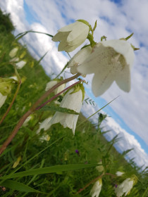 Колокольчики за селом Томичи