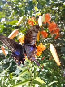 Этой саранке очень повезло :-), г. Благовещенск