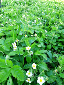 Земляника в Шимановске