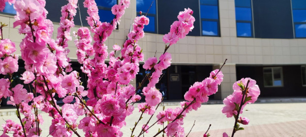 Сакура луизеания в Циолковском