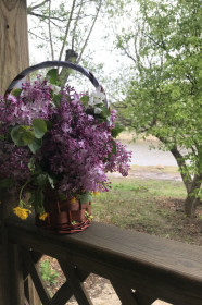 Сирень в Благовещенске