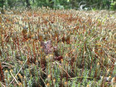 Кукушкин Лен в с. Курган