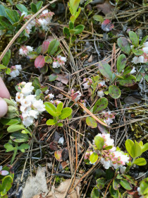 Брусника в с. Курган