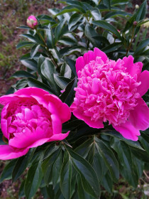 Пионы, с. Константиновка