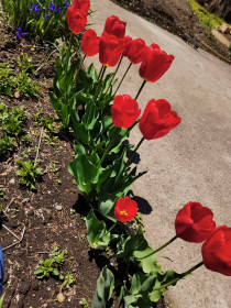 Тюльпаны, с. Константиновка