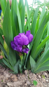 Саранки в Циолковском