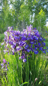 Ирисы в пгт Магдагачи
