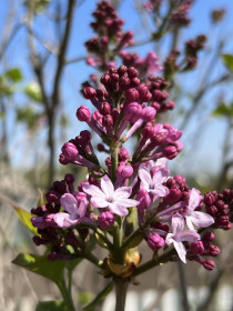 Сирень в с. Ивановка