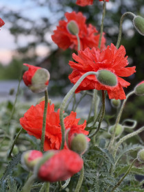 Маки в Талакане