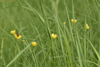 Лютики (куриная слепота) в пгт Прогресс