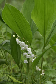 Ландыши в пгт Прогресс