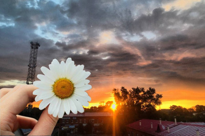 Ромашка в Тамбовском округе