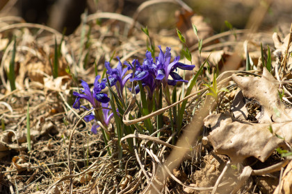 Ирис на золоотвале в Благовещенске