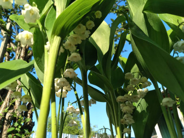 Ландыши в Норске