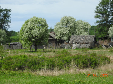 Яблонька в Норске