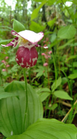 Венерин башмачок в Норске