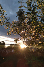 Яблонька в Норске