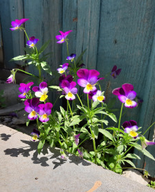 Просто анютины глазки в Верхнеблаговещенском